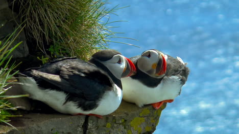 Atlantic-puffin---seabird-with-home-at-beautiful,-green-cliffs-in-Latrabjarg-promontory-over-Atlantic-Ocean-in-the-Westfjords-of-Iceland---the-westernmost-point-in-Iceland