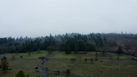 Fir-Tree-Skyline-in-Fog-in-Eugene-Oregon
