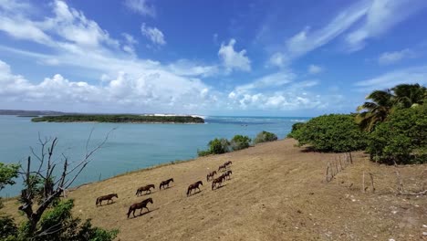 Incredible-landscape-shot-of-a-herd-of-horses-grazing-in-a-field-next-to-the-tropical-Guaraíras-Lagoon-in-Tibau-do-Sul-near-the-famous-tourist-beach-town-of-Pipa,-Brazil-in-Rio-Grande-do-Norte