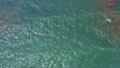 Aerial-drone-birds-eye-top-view-following-two-wild-dolphins-swimming-in-tropical-turquoise-ocean-water-near-the-famous-Madeiro-Beach-in-Pipa,-Brazil-Rio-Grande-do-Norte-during-a-warm-sunny-summer-day