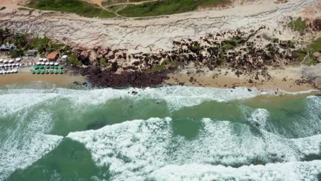 Right-trucking-aerial-drone-birds-eye-top-view-of-small-waves-crashing-into-rocks-on-the-famous-tropical-Love-beach-in-Pipa-Brazil-in-Rio-Grande-do-Norte-with-golden-sand,-warm-turquoise-water
