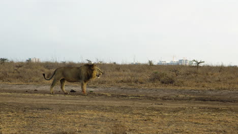 Männlicher-Afrikanischer-Löwe,-Der-Auf-Freiem-Feld-Im-Nairobi-Nationalpark-In-Kenia-Spaziert