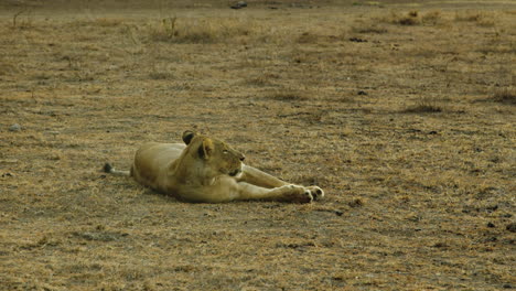 Leona-Africana-Descansando-En-La-Reserva-De-Vida-Silvestre-En-Kenia---Amplia