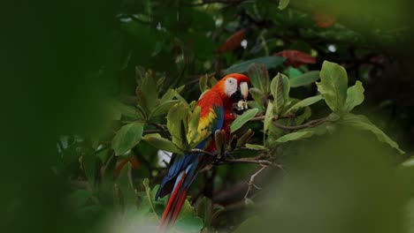 Scharlachroter-Ara-Papagei-Füttert-Den-Reisedschungel-In-Costa-Rica