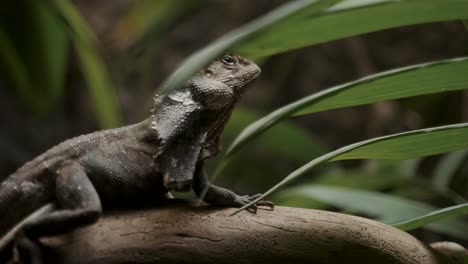 Frilled-neck-Lizard-In-Tropical-Rainforest