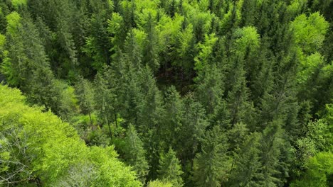 Aerial-view-of-lush-green-Alpine-trees-in-Switzerland-forest