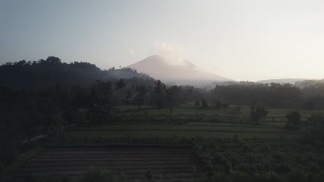Drone-Vuela-Sobre-La-Plantación-De-Arroz-Con-Selva-De-Palmeras-En-La-Isla-De-Bali,-Indonesia