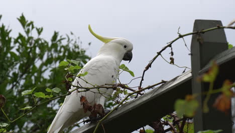 Low-angle-cute-white-Cockatoo-sits-on-rural-fence-post-then-flies-away