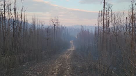 Panning-view-down-dirt-road-surrounded-by-burnt-trees-from-wildfire