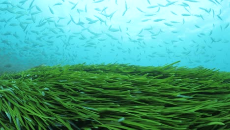 Healthy-green-seagrass-dancing-and-swaying-with-the-ocean-current-in-clear-tropical-blue-water