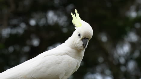 Cute-white-cockatoo-bird-with-yellow-crest-feathers-on-dark-background