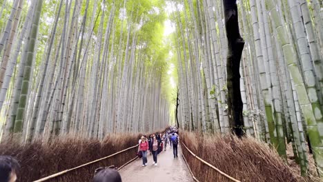Touristen-Wandern-In-Ruhe-Im-Bambuswald-Von-Arashiyama,-Kyoto,-Japan