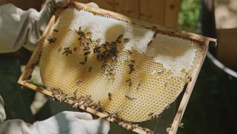 Imker-Inspiziert-Honig-Im-Bienenhaus