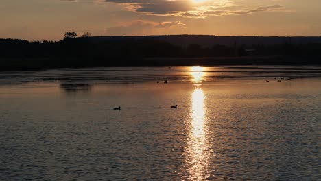 Ducks-swim-across-the-lake-at-sunset