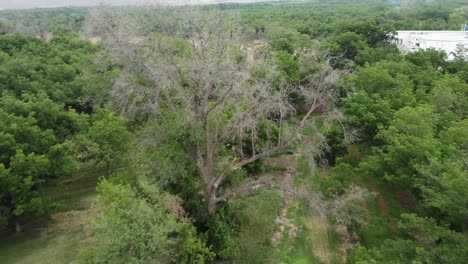 Low-aerial-revealing-shot-of-a-dense-jungle-canopy-with-overcast-skies