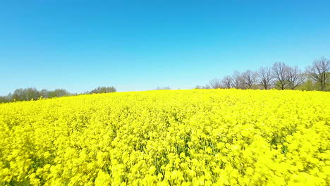 Bright-yellow-green-blooming-rapeseed-field,-low-flying-aerial-dolly