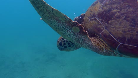 Quick-over-under:-Closeup-of-swimming-sea-turtle-taking-breath-of-air