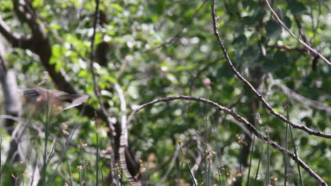 Eastern-Kingbird-flies-and-returns-to-branch-in-defocused-green-forest