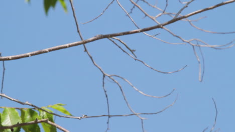 Grey,-white-Eastern-King-bird-takes-flight-from-twig-against-blue-sky