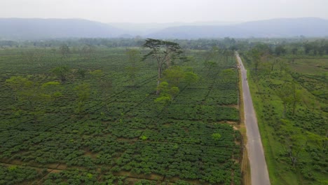 Drohnenaufnahme-Von-Grundstücken-In-Assam-–-Hathikuli-Teeplantage