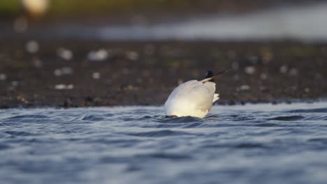 Black-Headed-Gull-Cleaning-Itself-in-Lake,-Close-Up,-Slow-Motion