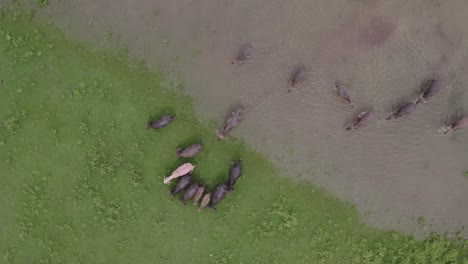 Indonesian-water-buffalo-walking-in-pond-at-Sumba-island-Indonesia,-aerial