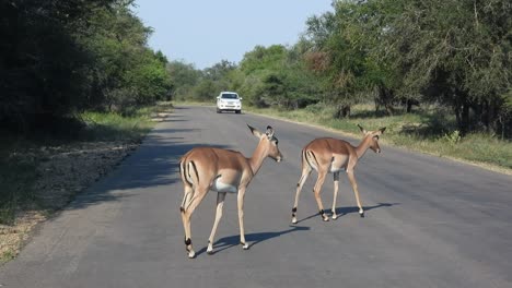 Ein-Paar-Südafrikanischer-Hirsche-überquert-Die-Straße,-Während-Sich-Ein-Weißer-Geländewagen-Dem-Krüger-Nationalpark-Nähert