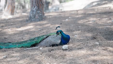 Wild-male-Peacock-sitting-in-the-needle-wood-Plaka-Forest-on-the-island-of-Kos-in-Greece-europe