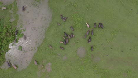 Top-down-shot-of-group-water-buffalo-grazing-during-day-time-at-Sumba,-aerial