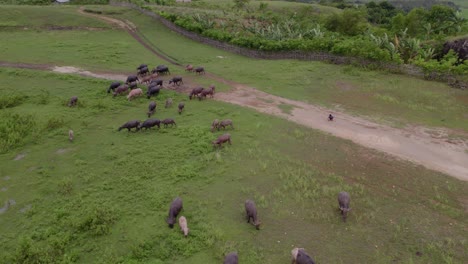 Big-group-of-buffalos-walking-in-green-field-at-Sumba-island-Indonesia,-aerial