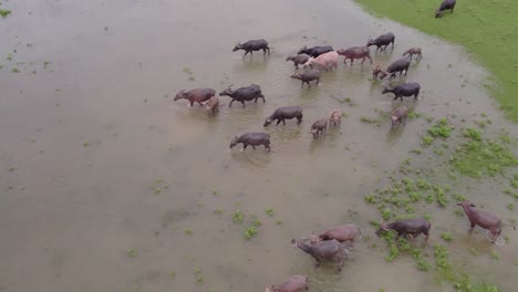 drone-shot-of-indonesian-cows-walking-in-a-pond-Sumba-island,-aerial