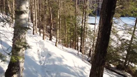 Drone-flythrough-of-pine-trees-along-trail-pathway-covered-in-snow,-tree-shadows