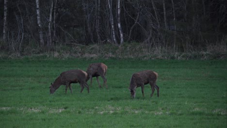 Grupo-De-Ciervos-Rojos-Pastando-En-La-Hierba-En-El-Campo-En-Indre-Fosen,-Noruega