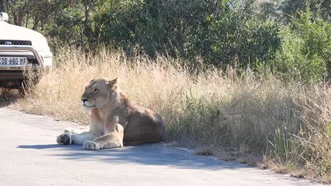 Female-Southern-Lion-lying-on-the-road-in-the-shade