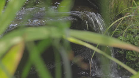 Close-Up-Of-Small-Water-Stream-With-Flies-Buzzing-Around