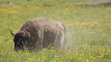 Dust-swirls-off-shaggy-European-bison-after-dust-bath,-walks-over-lush-meadow