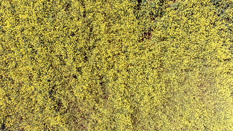 Luftaufnahme-Mit-Blick-Auf-Weite-Gelbe-Felder-Mit-Wildblumen,-Die-Sanft-Im-Wind-Wehen