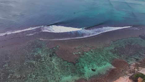 Drone-shot-of-a-popular-Bali-surf-break-and-holiday-destination,-Bingin-beach,-showing-clear-turquoise-water,-rolling-waves-and-well-preserved-coral-reef-structure