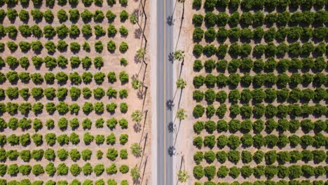 Aerial-top-down-view-follows-a-road-through-UC-Riverside's-Citrus-Gardens,-up-to-and-passed-a-crossroads,-showcasing-expansive-citrus-fields