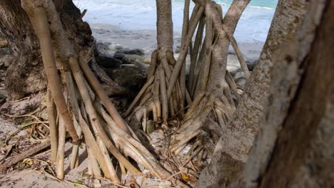 Close-up-of-mangroves-and-roots-at-low-tide-on-the-shoreline-of-remote-tropical-island