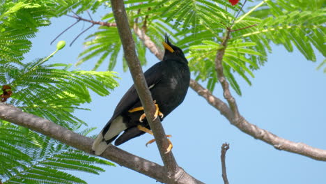 Great-Myna-or-White-vented-Myna-Flying-up-Perched-on-Tropical-Palm-Tree-Branch-Against-Blue-Sky-in-Thailand---low-angle-view