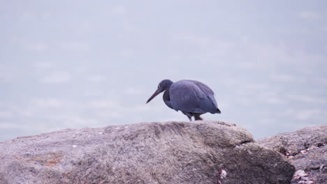 Tracking-Shot-of-Pacific-Reef-Heron-Bird-Hunting-For-Fish-Walking-on-a-Rocks-Looking-At-Sea-Water-Tide-Pool--slow-motion