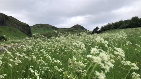 Ethereal,-grandeur-Arthur's-Seat,-with-a-foreground-of-lush-green-fields-adorned-by-a-vibrant-carpet-of-Anthriscus-sylvestris-flowers,-against-a-serene-overcast-sky