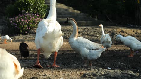 Slow-motion-panning-shot-of-balinese-geese-and-ducks-at-volcanic-lake-danau-batur