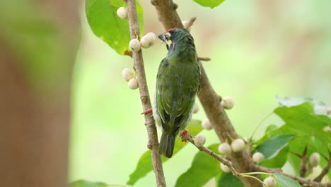 Coppersmith-Barbet-Bird-Defecate-Perched-on-Deciduous-Fig-Tree-Branch
