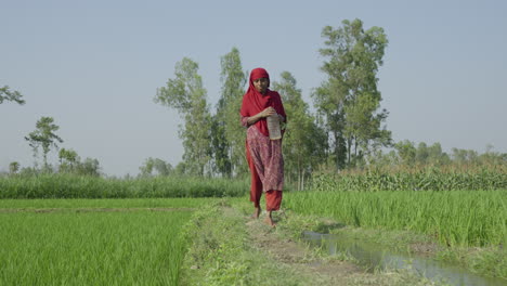 Bangladeshi-woman-approaching-through-a-divider-of-paddy-field