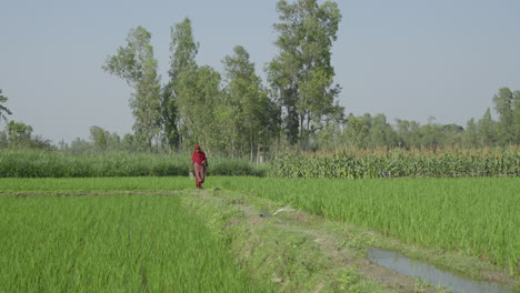 Bangladeshi-woman-approaching-through-a-narrow-divider-of-crop-field