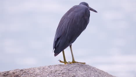 Pacific-or-Easten-Reef-Heron-Bird-Standing-On-One-Leg-on-a-Rock-Looking-At-Sea---Close-up-slow-motion