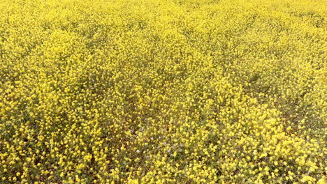 Aerial,-Vast-Field-of-Vibrant-Yellow-Wildflowers-in-Bloom
