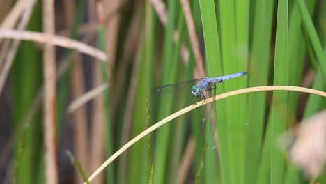 Lacy-wing-blue-dragonfly-flies-from-grass-stalk,-replaced-by-another